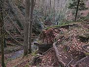 Chesapeake Bay Retriever