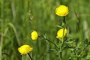 Trollblumen