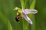 Bienen-Ragwurz