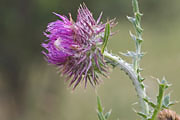 Nickende Distel
