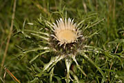 Silberdistel