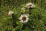 Silberdistel (Carlina acaulis)