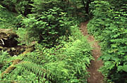 Schmale Pfade f&uuml;hren durch die Wieslaufschlucht.