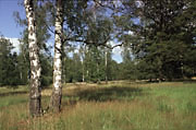 NSG Viehweide - lichter Birkenschirm