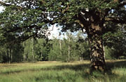 NSG Viehweide - Masteiche