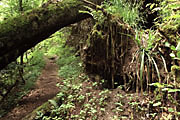 Wieslaufschlucht