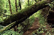 Umgest&uuml;rzter Baum