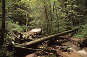 Umgefallene B&auml;ume unterstreichen den naturnahen Bachverlauf.