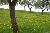 Obstwiese
