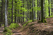 Buchenwald