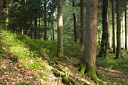 Limes Kaisersbach