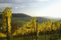 Weinberg oberhalb des Schmidbachtals