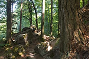 Felsenmeer bei Murrhardt