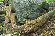 Felsenmeer bei Murrhardt