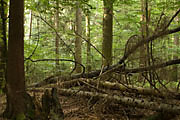 Umgest&uuml;rzte B&auml;ume im Bannwald Steinh&auml;usle
