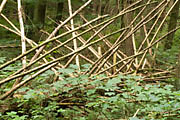 Bannwald Steinh&auml;usle