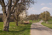 Allee