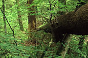 Teile der Wieslaufschlucht liegen in einem Bannwald.