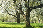 Bl&uuml;hende Obstb&auml;ume