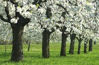 B&uuml;hende Obstwiese