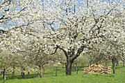Streuobstwiese unterhalb der Teck