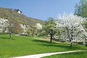 Obstbl&uuml;te unterhalb der Teck