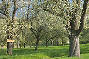 Weg zur Limburg