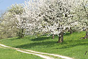 Streuobstwiese unterhalb der Teck