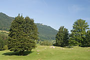 Naturschutgebiet Eichhalde