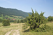 Naturschutgebiet Eichhalde