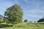 Naturschutgebiet Eichhalde