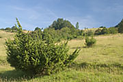 Wacholderheide