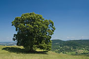 Solit&auml;re Buche auf der Limburg