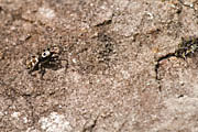 Zebraspinne Zebraspinne