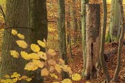 Spechtbaum