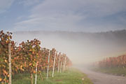 Reben im Nebel
