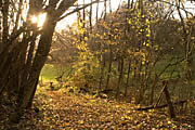 Im Schippbachtal