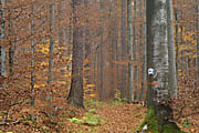 Laubwald im Herbst