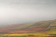 Weinberg im Herbst