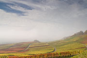 Weinberg im Herbst