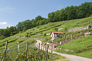 kulturhistorische Weinlandschaft am Geigersberg bei Ochsenbach