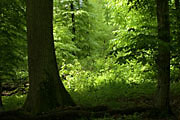 Bannwald Sommerberg