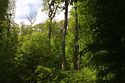 Bannwald Sommerberg