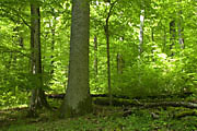 Bannwald Sommerberg