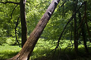 Bannwald Sommerberg