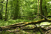 Bannwald Sommerberg