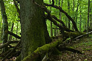 Bannwald Sommerberg