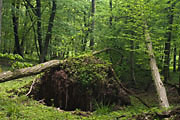 Bannwald Sommerberg