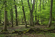 Bannwald Sommerberg