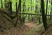 Bannwald Sommerberg